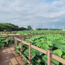 생태와대구 이미지