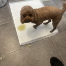 방댕살롱 이미지