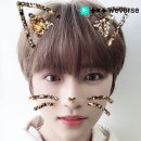 모아 dog 이미지