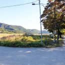 단풍나무펜션민박 이미지