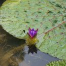 우포가시연꽃마을 이미지