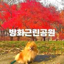 방화근린공원 관리사무소 | 서울단풍명소 서울애견동반 가볼만한곳 애견동반 가을여행지추천 방화근린공원 단풍