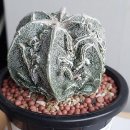 Astrophytum fukuryu(은사백조돌기난봉옥교배종), 미하노비치 다색금, 짐노프리드리치, 리자드스킨 이미지