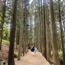 보성읍사무소앞 | 초록으로 뒤덮인 보성 녹차밭 ‘대한다원’ 바람과 함께 다녀왔어요(+포토존)