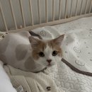 메종 드 캣 이미지