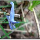 지리산민텔민박 | 3차대간(7) : 꽃망울 머금은 철쭉동산