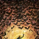 [이영완의 사이언스 카페] 에볼라 창궐의 主犯은 박쥐일까 이미지