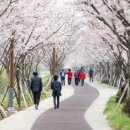 낙동강제방(강서30리벚꽃길) 이미지