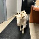 펫츠마트 이미지