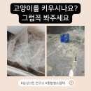 금곡로31번길 | 수원 입주청소 추천 고양이를 키우시다면 꼭 보셔야 할 내용