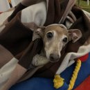 탕탕(TANG TANG) 이미지