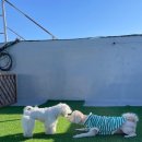 생글댕글 이미지