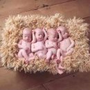 레몬트리 이미지