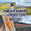 이스트팜 | 여름 삿포로 비에이 버스투어 : 사계채의 언덕과 팜도미타 솔직후기