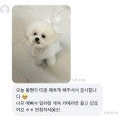 유어펫 살롱 이미지