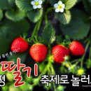 양평 딸기 축제 이미지