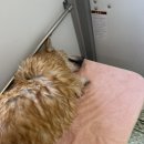 오늘도 뽀송하개 이미지