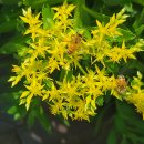 초여름 별모양의 노란기린초꽃에 벌과 나비들. 이미지