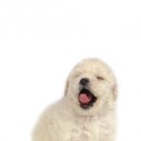 이삭애견훈련소 이미지