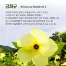 ＜금화규＞＞ 세나님모임에서 찬조받음 이미지