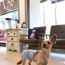 딜리동물병원 이미지