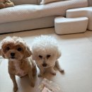 몽도날드 이미지