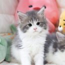 메인캣 네이버블로그