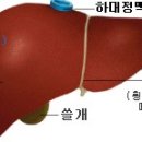 肝臟(간장) ; 膽囊(담낭) 이미지