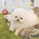 착한애견분양(원주점) 이미지