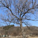 상수리나무식당 이미지