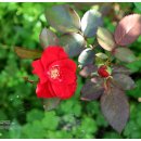 장자호수공원 장미원 이미지