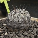 고룡환 (Copiapoa columna-alba) 이미지