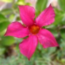 오솔채 | 판교리 풀빌라 스테이오솔채풀빌라 가볼만한 곳