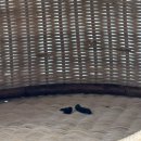 논현 켄넬 이미지