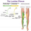 척수 신경 (spinal nerve) 이미지