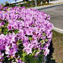 호수공원14로 이미지