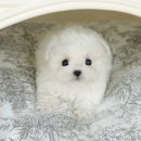 도그플러스 동물병원(미유펫 대구점) 이미지