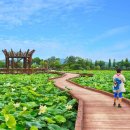 회산백련지 이미지