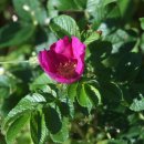 강아지풀 이미지