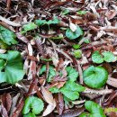 고실농장 이미지