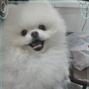 행복한댕댕이 이미지