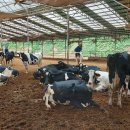 물골안목장 이미지