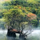 청송(영덕) 이미지