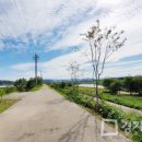 공릉천 왕벚나무길 이미지