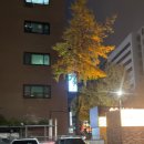 한우꽃 | 여의도 한우일번지 규이치 후기｜안심·꽃갈비살·불백까지 완벽했던 여의도 고기맛집