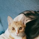 라온동물병원 이미지