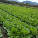 용운농장 이미지