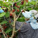 정재관농장 이미지