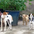 개라다이스 이미지