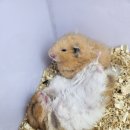 펫엔글라이더 천안점 이미지